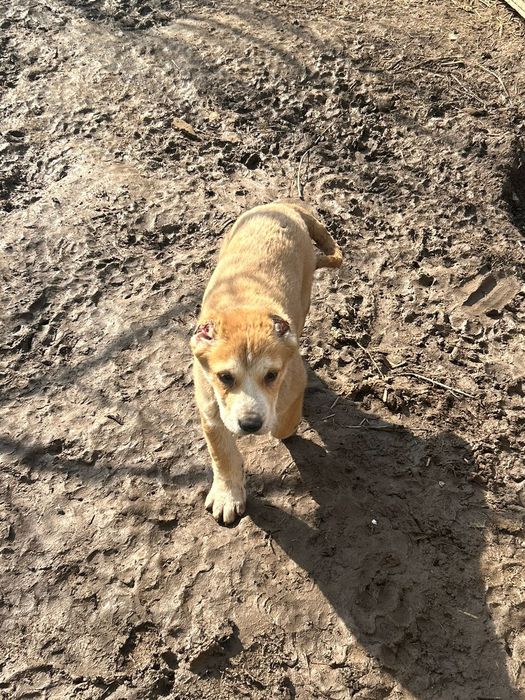 Алабай күшіктер сатылады