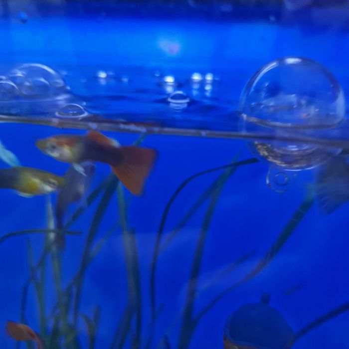 Аквариумные рыбки