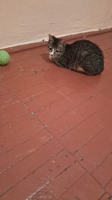 Пропала Кошка ищю срочнооо