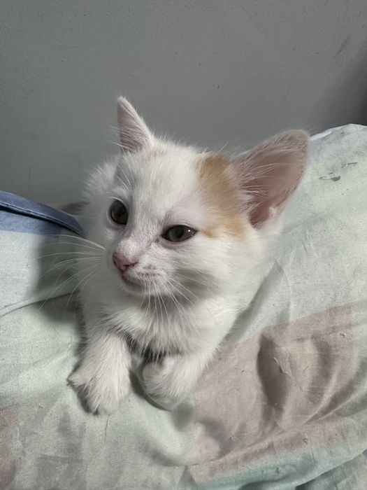 котенок, 2-3 месяца