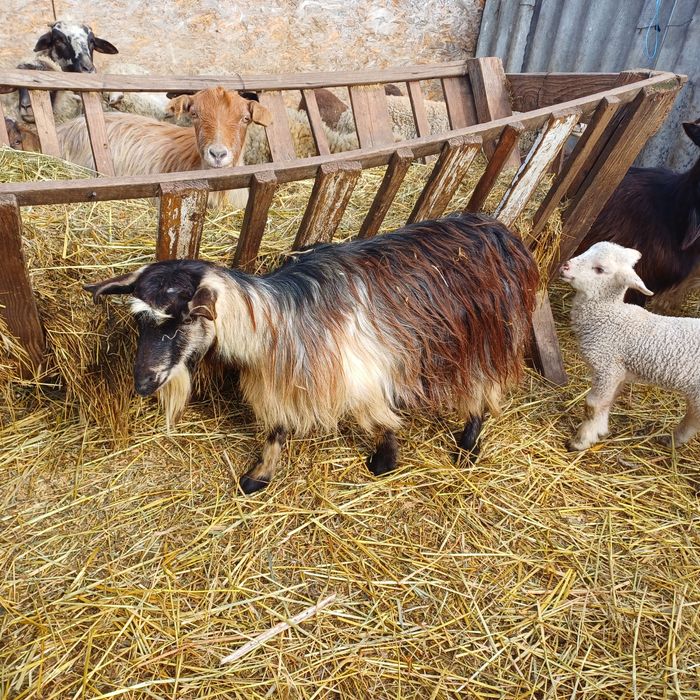 Vand oi si capre impreuna