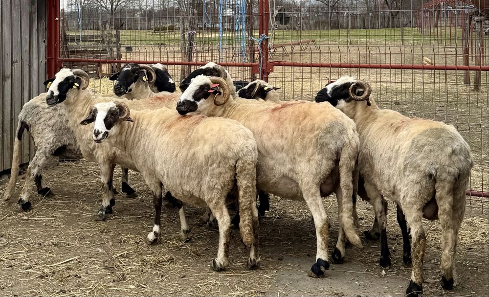 Oi breze de vânzare