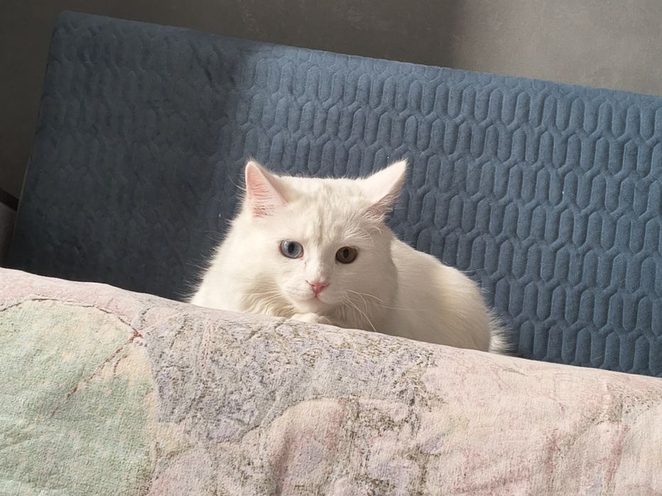 Отдам кота в хорошие руки ,
