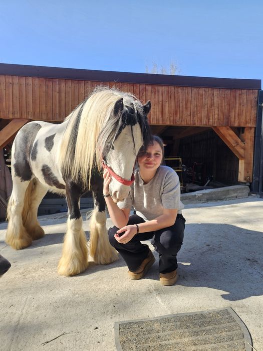 Gypsy Wanner in vârstă de 3 ani