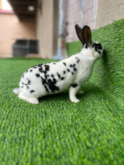 Рекс далматин самец 3 ойлик