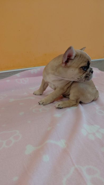 Френски булдог-булдочета