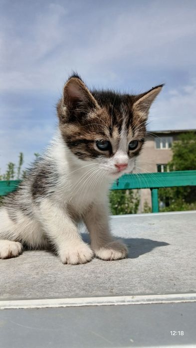 В добрые ручки отдаём хороших котят