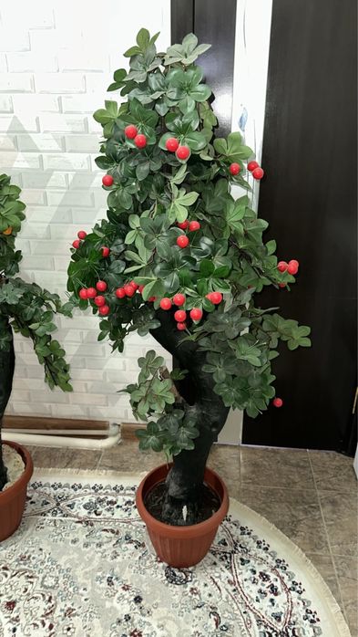 Декоративные деревья