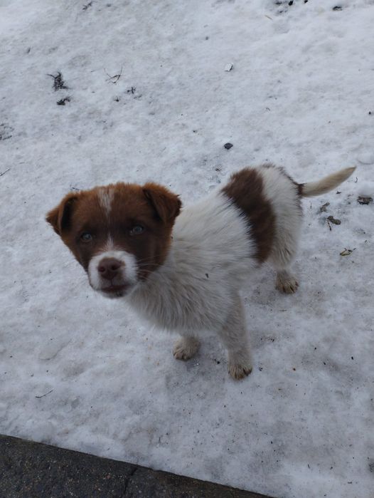 Пристраеваются щенки в добрые руки