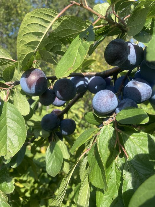 Продам дачу общество Каучук