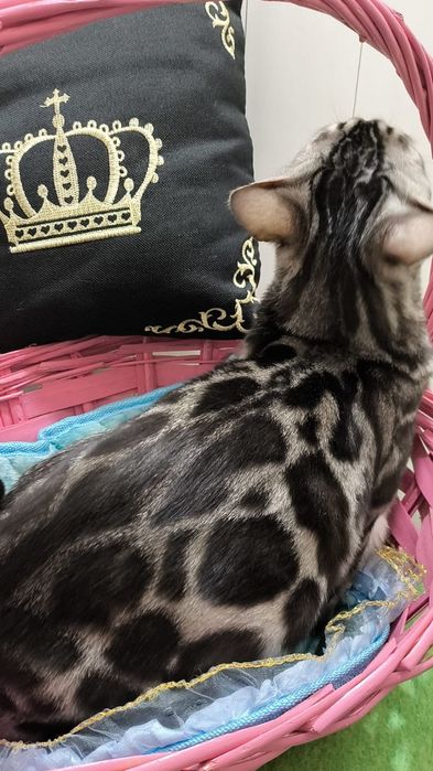 МИНИ- БАРСЫ- ! Бенгальские - Серебро! Silver