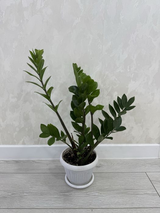 Долларовое дерево Замиокулькас