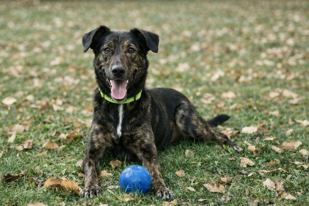 Собака Джонни — спасён и ждёт свою семью