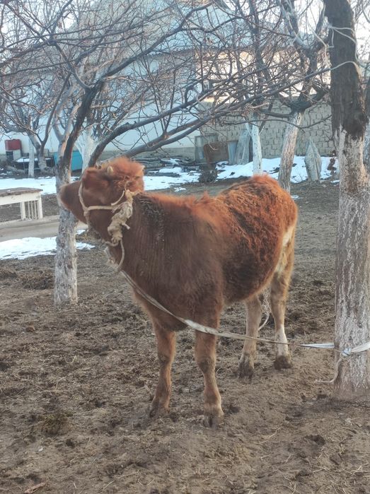 Бұзау сатылады кашар