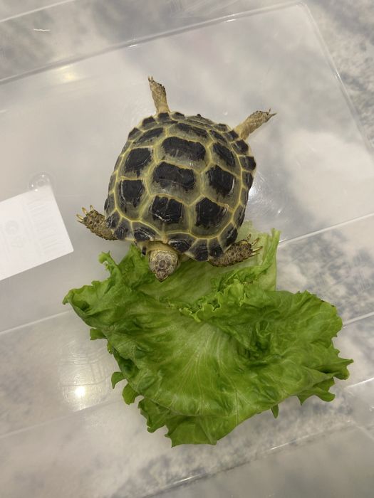 Черепаха сухопутная