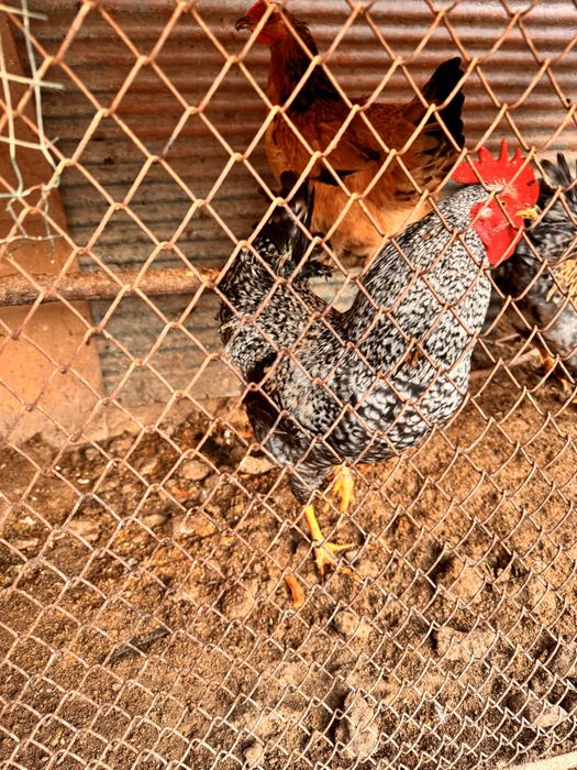 Xo’rozmisan Xo’rozlar sotiladi