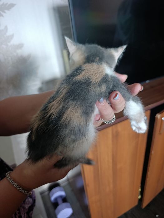 Отдам кошечку бесплатно
