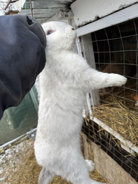 Vand iepurasi urias german