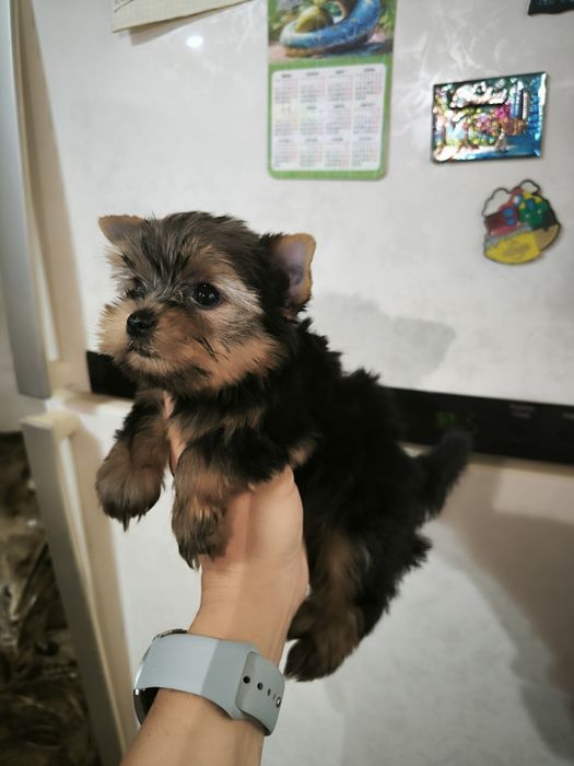 Продам мини девочек йоркширского терьера