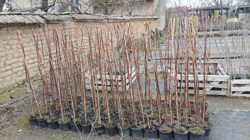 Японски клен - Ацер Студоустойчив Налични 5 вида