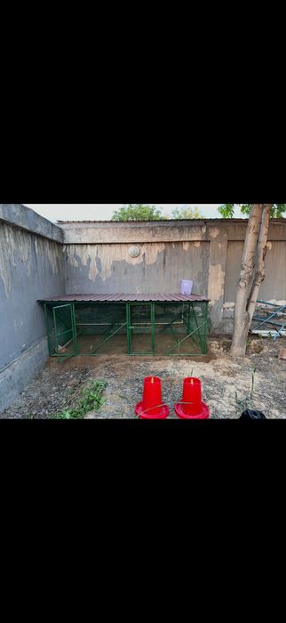 Tovuq katak xasanboyda turibti