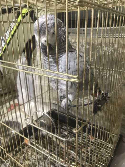 Toti yaxsh boqilgan pul kere bogan ucun sotilvot