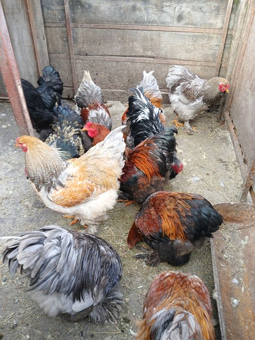 Vănd cocoși rasa brahma.