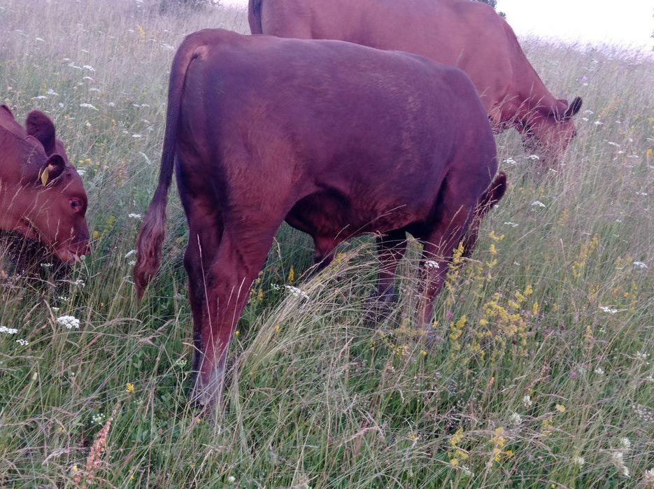 Vând tăuraș  Red Angus