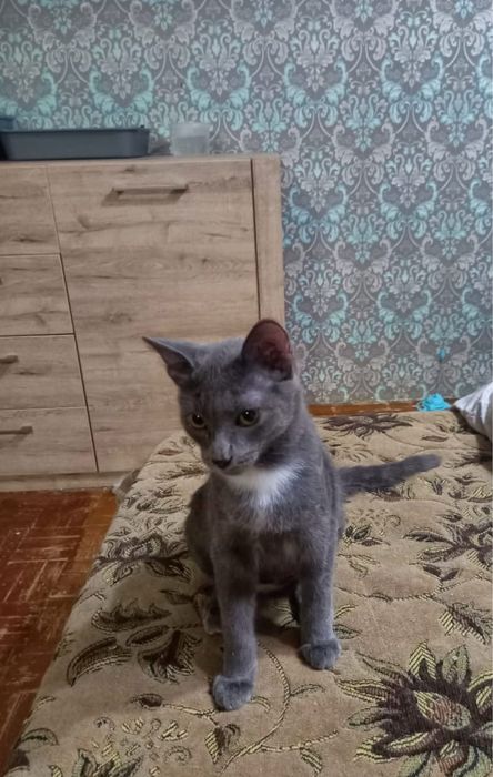 Отдам котенка,мальчик 4 месяца