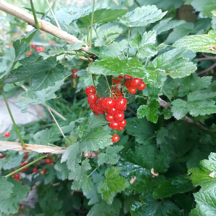 Смородина красная