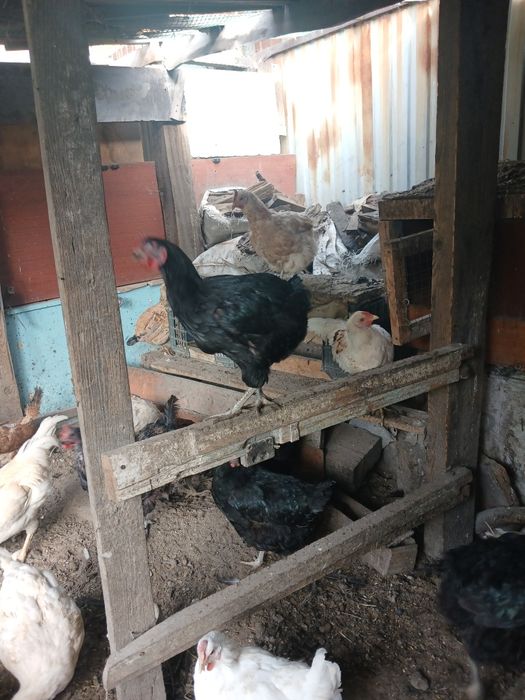 Продам кур несушек разной породы