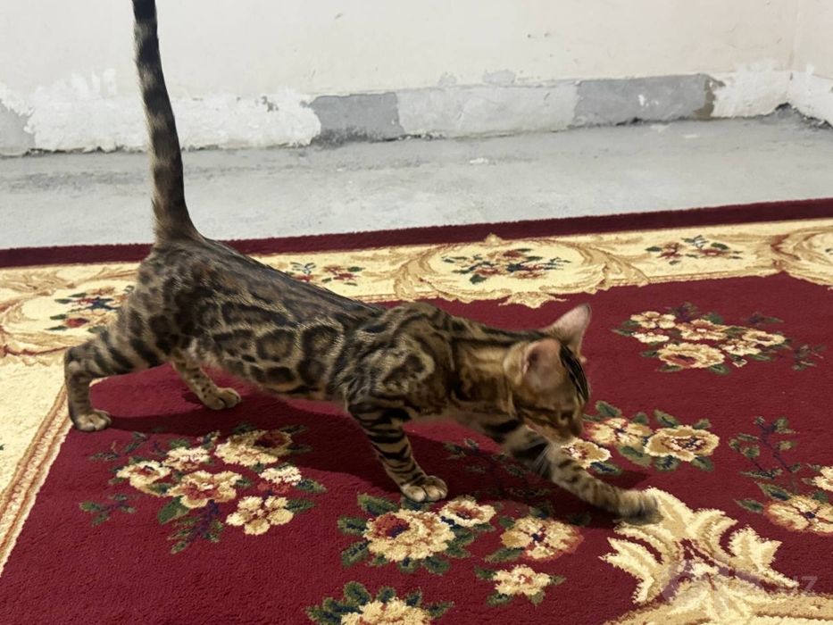 Продаётся бенгалский кот