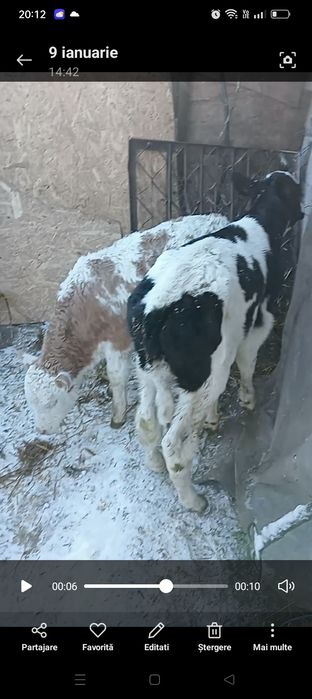 Vitele de 8 săptămâni de vânzare