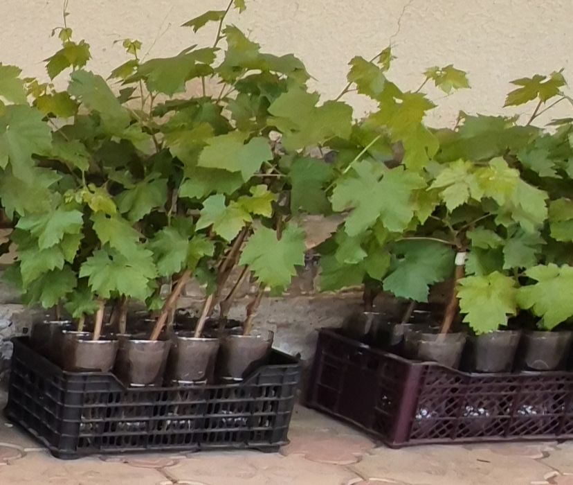 Саженцы винограда