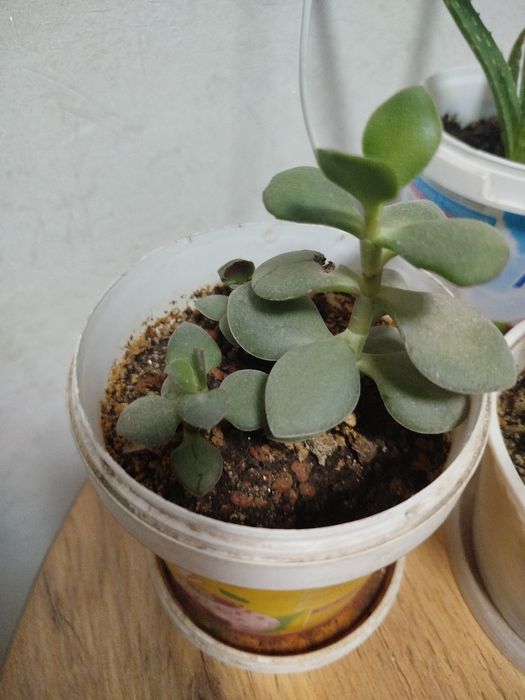 Комнатное растение толстянка (денежноедерево)