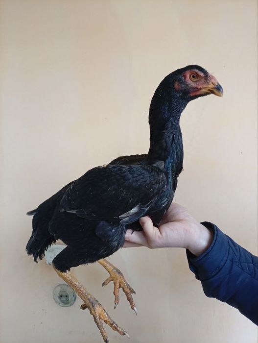 Дакен жужа макён сотилади