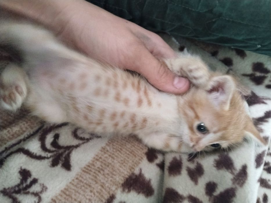 Отдам даром котят