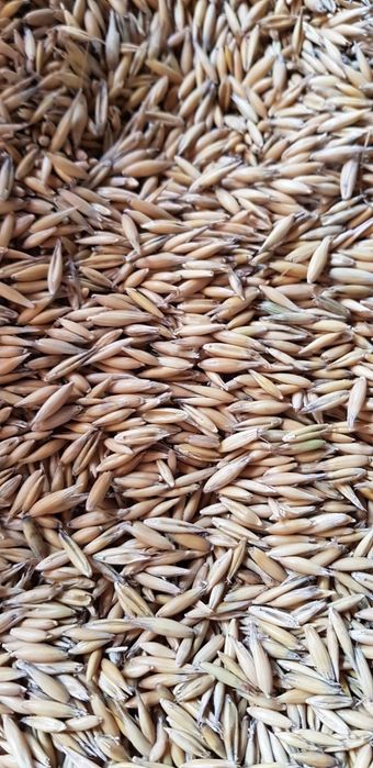 Vând ovăz ambalat în sacii