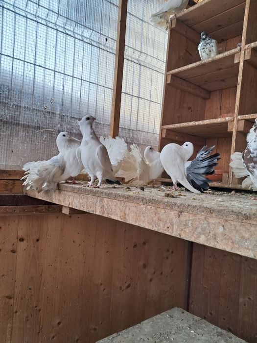 Vând Porumbei de rasă Fauri Albi