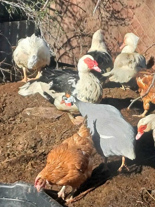 Продаются шипуны (индоутки)