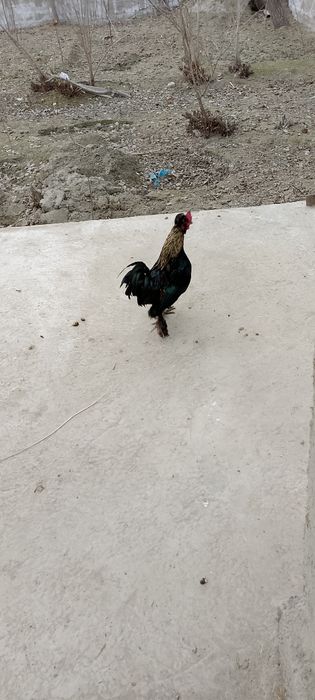 Yaponka xoʻrozi juda zoʻr