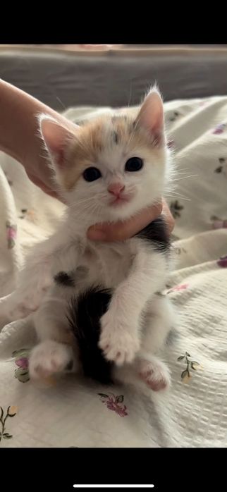 Котята мальчик и девочки