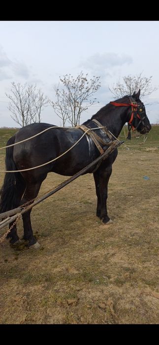 Vând cârlan metis de frizian