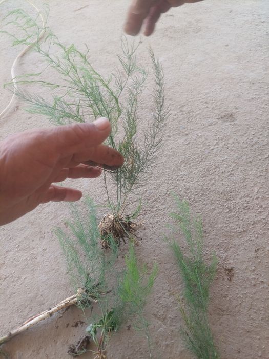 Продаю рассаду спаржи