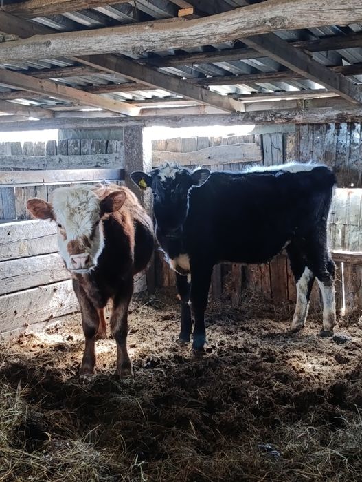 Продам двух  бычков