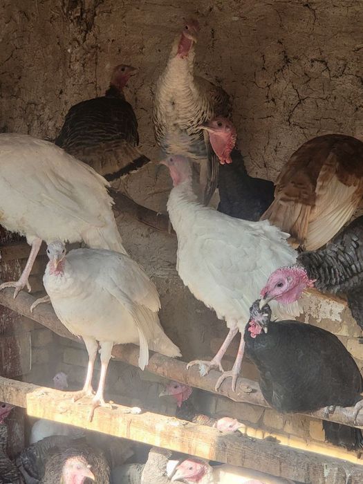 Индюки от 1 года до 7 месяцев