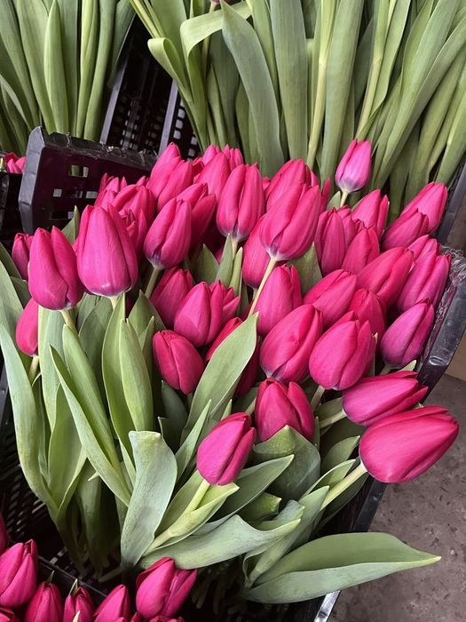 Тюльпаны 8 марта Белорусия