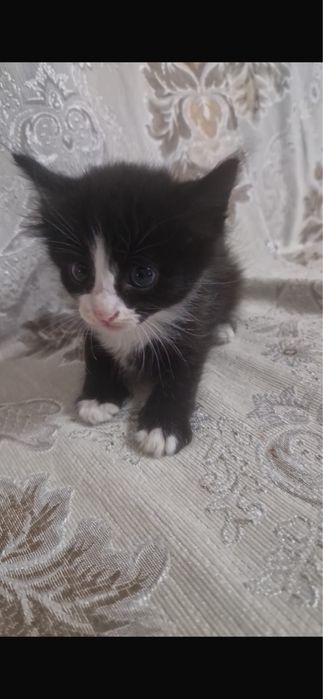 Котенка бесплатно отдам мальчик девочка …………………………………………………………………………..
