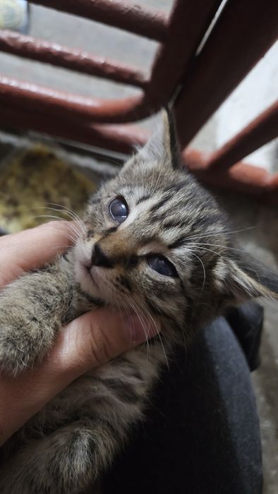 Котёнок ищет дом!