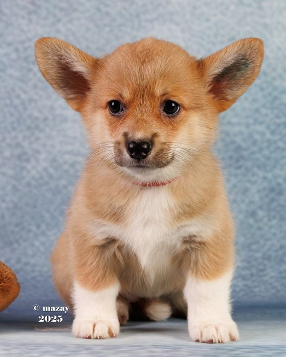 Вельш пемброк корги